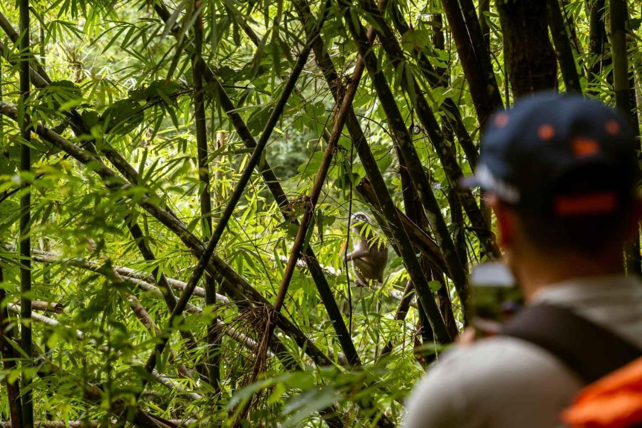 Monkey Mansion - Jungalows & Tours Khao Sok National Park Ngoại thất bức ảnh